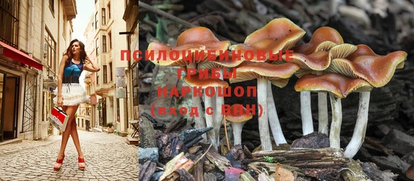 стаф Россошь